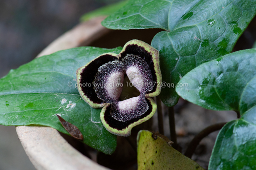 Asarum insigne