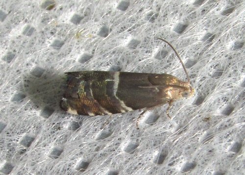 Cydia erotella