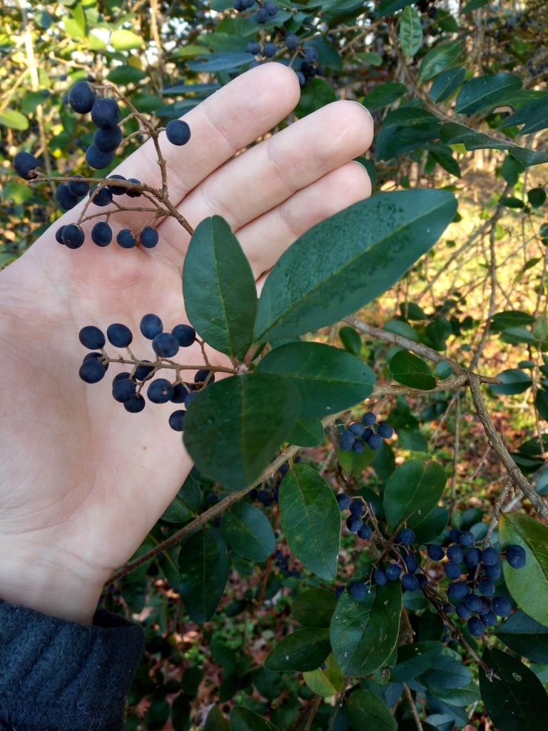 plants from Chesterfield, VA 23838, USA on November 27, 2020 at 0754 AM by Duncan Aldrich. Tree