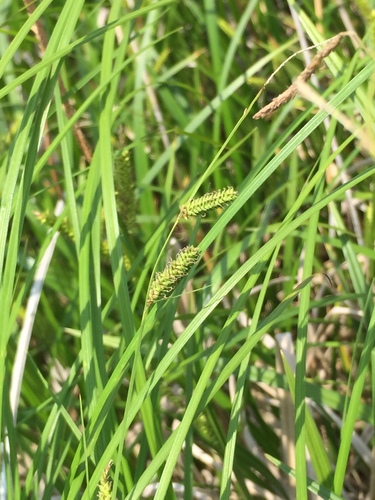 Ashgrey sedge (Carex cinerascens)