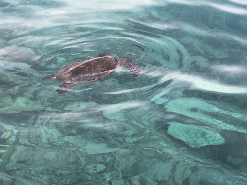 Hawksbill Sea Turtle — seen at this dive site