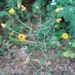 Rough Hawkweed - Photo (c) Dan, all rights reserved, uploaded by Dan