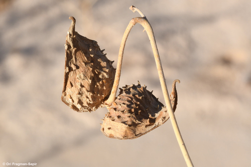 Pergularia tomentosa