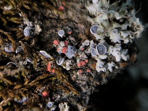 Illosporiopsis christiansenii nuotrauka
