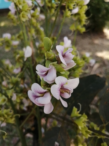 Ormosia macrocalyx