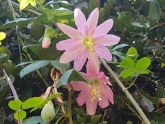 Image of Passiflora tarminiana