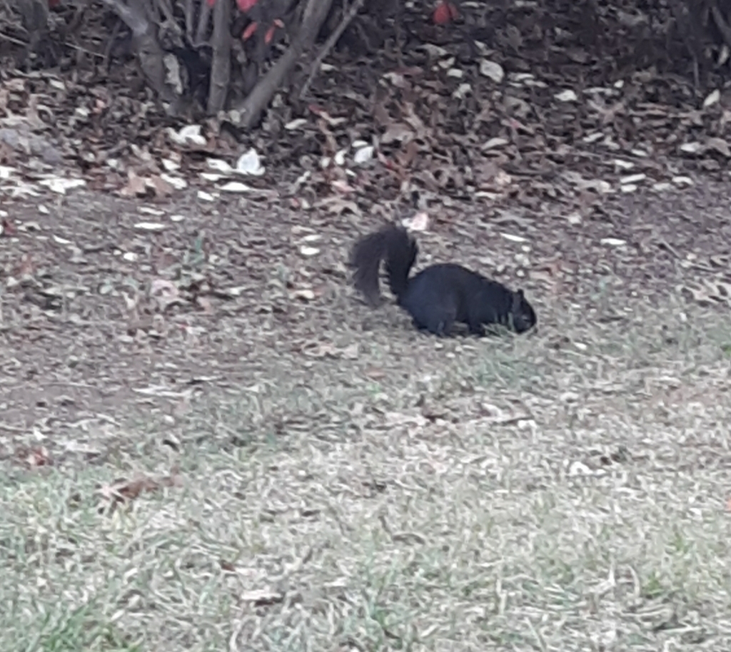 Eastern Gray Squirrel from Fredericktowne Village, Frederick, MD 21701
