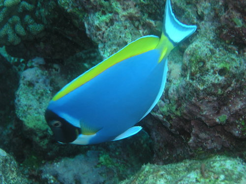 Powder Blue Tang — seen at this dive site