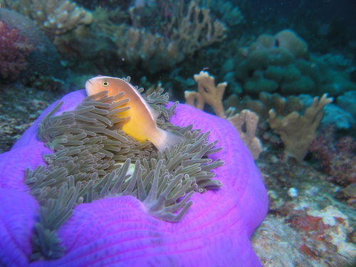 Skunk Anemonefish — seen at this dive site