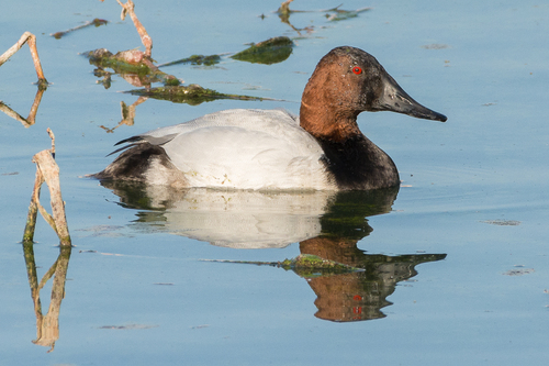 Canvasback