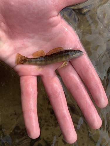 Bronze Darter
