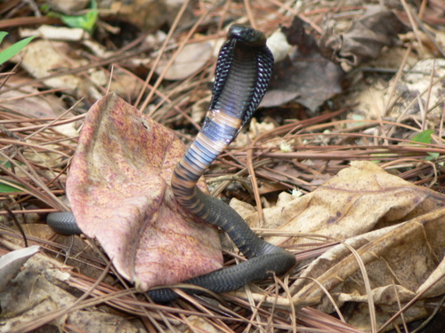 Black-necked Spitting Cobra