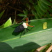 Rhynocoris nitidulus - Photo (c) Jeremy Lindsell, כל הזכויות שמורות, הועלה על ידי Jeremy Lindsell