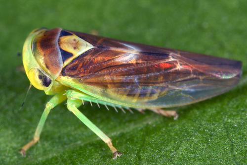 Populicerus populi nuotrauka