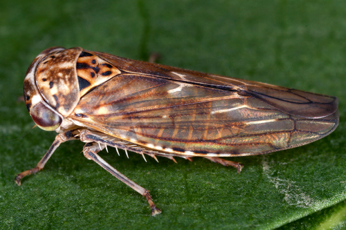 Idiocerus stigmaticalis nuotrauka