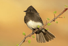 Black Phoebe - Photo (c) Robyn Waayers, all rights reserved, uploaded by Robyn Waayers