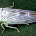 Populicerus albicans - Photo (c) gernotkunz, todos los derechos reservados, subido por gernotkunz