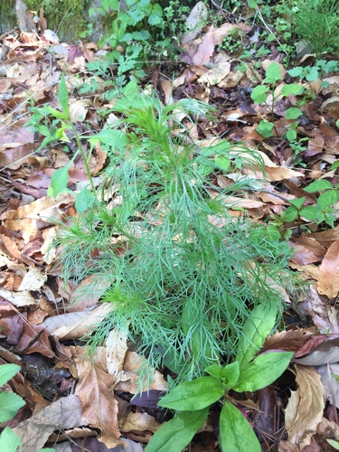 Artemisia angustissima
