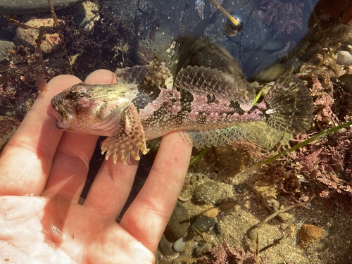 Smoothhead Sculpin