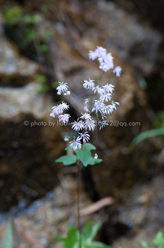 Thalictrum acutifolium