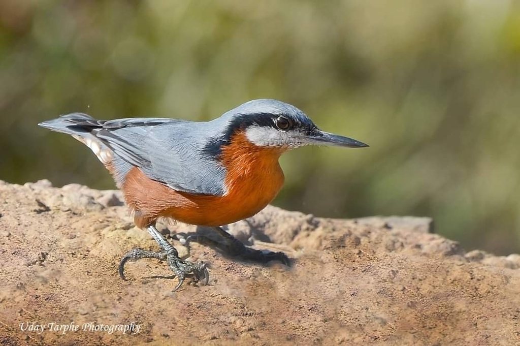 Chestnut-bellied Nuthatch (Sitta cinnamoventris) photo