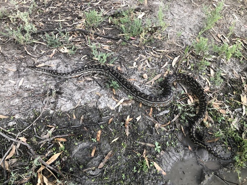 Inland Carpet Python sighting