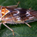 Tremulicerus vitreus - Photo (c) gernotkunz, kaikki oikeudet pidätetään, lähettänyt gernotkunz