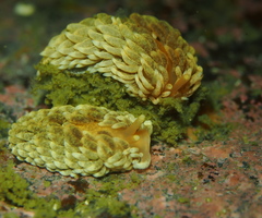 Aeolidiella glauca image