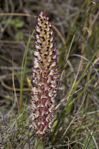 Disa fragrans Schltr.