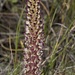 Disa fragrans - Photo (c) julie braby, כל הזכויות שמורות, uploaded by julie braby