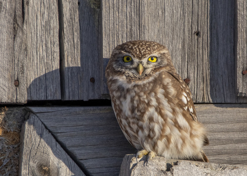 Little Owl