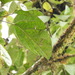 Dendropanax macrophyllum - Photo (c) Rudy Gelis, todos os direitos reservados, uploaded by Rudy Gelis