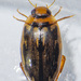 Coptotomus longulus lenticus - Photo (c) Owen Ridgen, all rights reserved, uploaded by Owen Ridgen