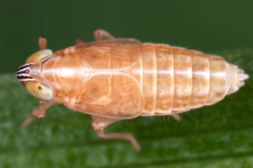 Chlorionidea