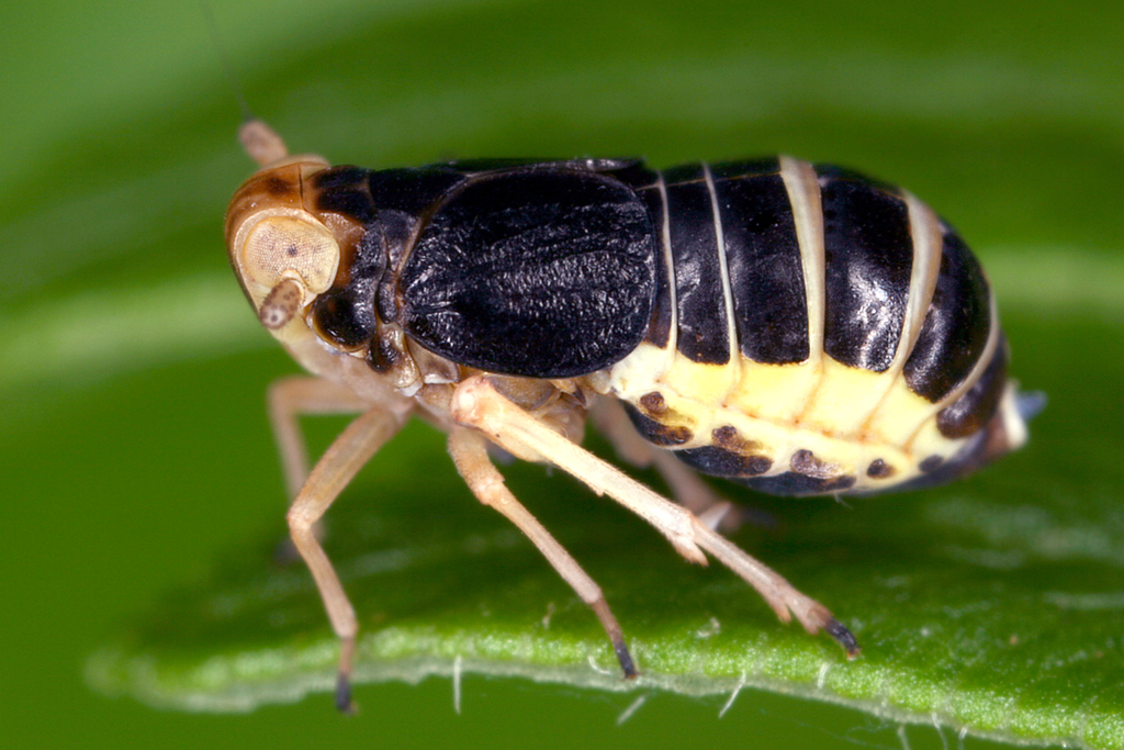 Fern leafhopper
