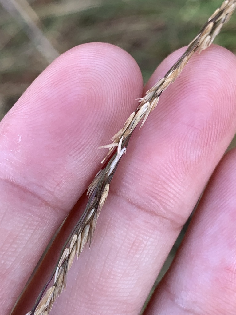 Florida Sandreed from Avalon Blvd, Milton, FL, US on November 28, 2020 ...