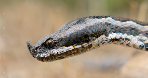 Lataste's Viper