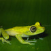 Nymph Tree Frog - Photo (c) Diegophidio, all rights reserved