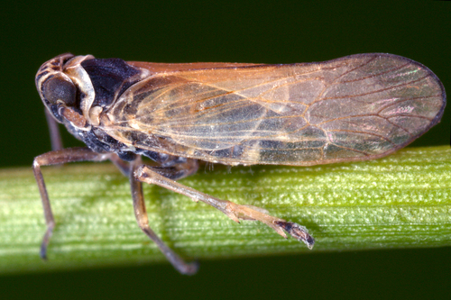 Javesella pellucida (Fabricius, 1794)