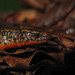 Werner's Largescale Lizard - Photo (c) Diegophidio, all rights reserved