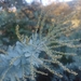 Acacia Mimosa Australiana - Photo (c) Andrew Noguera, todos los derechos reservados, subido por Andrew Noguera