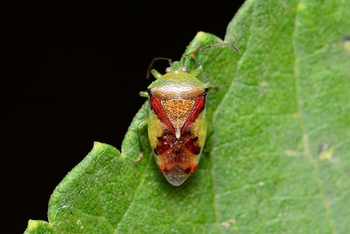 Elasmostethus rotundus · iNaturalist