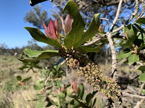 Lanai colicwood (Myrsine lanaiensis)
