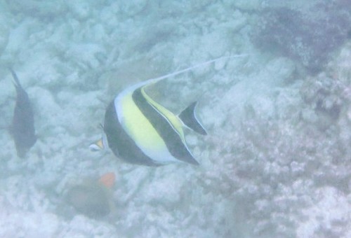Moorish Idol — seen at this dive site