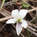 Viola betonicifolia albescens - Photo (c) Yanghoon Cho, todos los derechos reservados, subido por Yanghoon Cho
