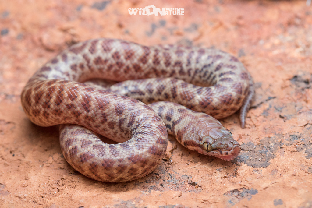 Pygmy Python from Marble Bar WA 6760, Australia on November 28, 2020 at ...