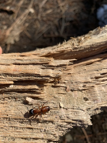 iNaturalist observation photo of Brick Carpenter Ant