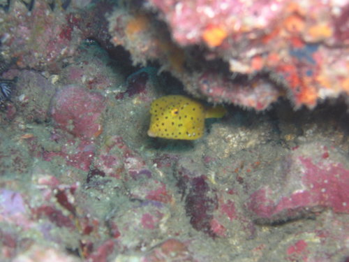 Yellow Boxfish — seen at this dive site