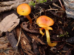Hygrocybe parvula (Photo 3 of 5)