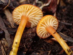 Hygrocybe parvula (Photo 1 of 5)